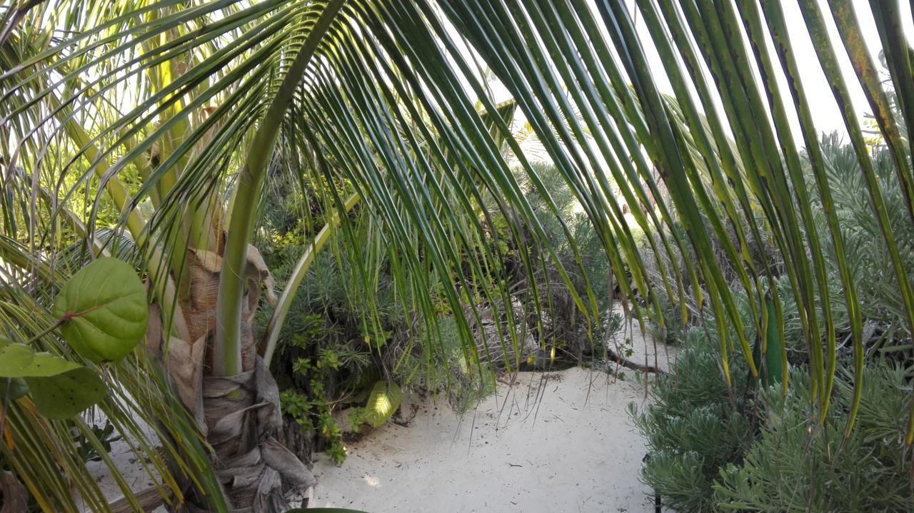 Eco Lodge Hotel Villa Tulum Exterior photo